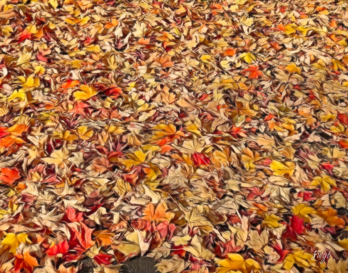 Fall leaves