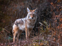 How Charbonneau is managing the Coyote problem